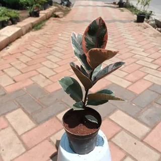 Rubber Variegated Plant in 6 Inch Plastic Pot