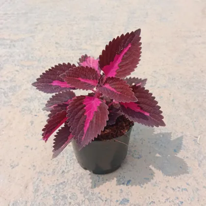 Buy Coleus Red Pink in 4 Inch Plastic Pot Online | Urvann.com