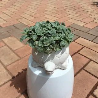 Fittonia / Nerve Plant in 6 Inch White Tortoise Designer Ceramic Planter