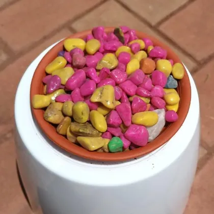 Buy Decorative Colourful Mix Pebbles - 1 kg Online | Urvann.com