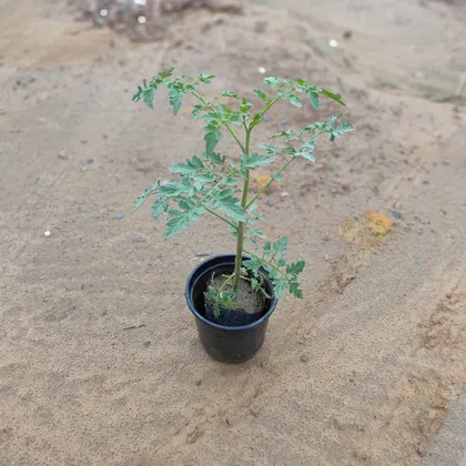 Buy Tomato Plant in 6 Inch Plastic Pot Online | Urvann.com