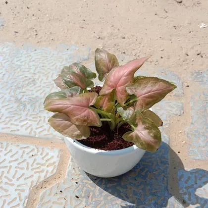 Buy Syngonium Pink Arrowhead in 3 Inch Classy White Ceramic Pot Online | Urvann.com