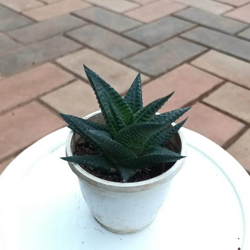 Haworthia Limifolia / Washboard Succulent in 2 Inch Plastic Pot