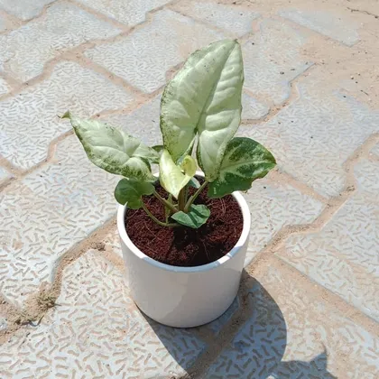 Buy Syngonium Green in 4 Inch Classy White Ceramic Pot Online | Urvann.com
