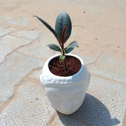 Buy Rubber Plant Green in 4 Inch Elegant Buddha Ceramic Pot Online | Urvann.com