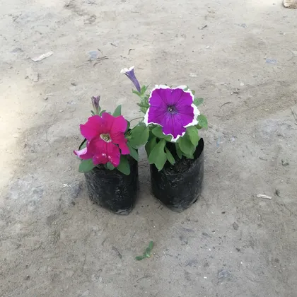Buy Set of 2 Petunia (any colour) in 4 Inch Nursery Bag Online | Urvann.com