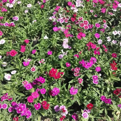 Buy Dianthus (any colour) in 4 Inch Nursery Bag Online | Urvann.com