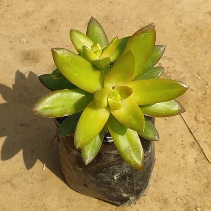 Buy Sedum Adolphi  Succulent in 4 Inch Nursery Bag Online | Urvann.com