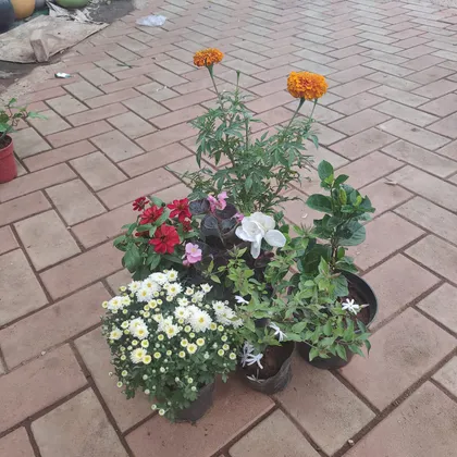 Buy Flowering Combo - Set of 6 ( Zenia , Begonia, Marigold , Chrysanthemum, Gandhraaj / Gardenia, Chandni ) any colour Online | Urvann.com