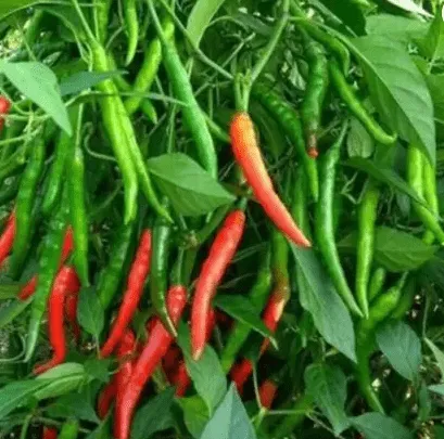 Buy Chilli Seeds - Excellent Germination Online | Urvann.com