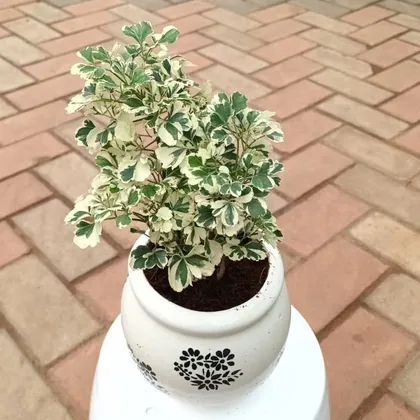 Buy Aralia White in 6 Inch Ceramic Balti Planter (any design) Online | Urvann.com