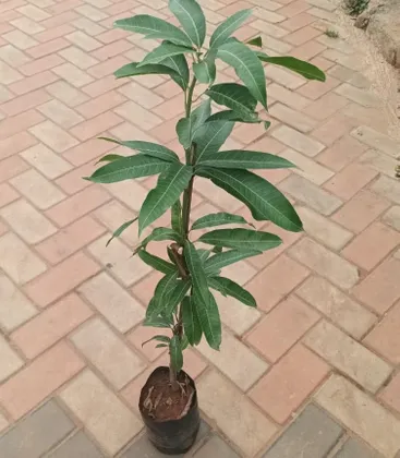 Buy Mango Raspuri Grafted (~ 2ft) in 4inch Nursery Bag Online | Urvann.com