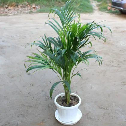Areca Palm in 8 Inch Classy White Plastic Pot With Plate