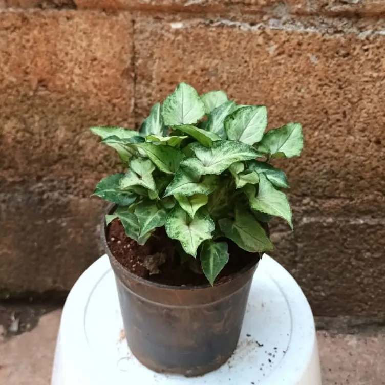 Syngonium Green White Bushy in 4 Inch Plastic Pot