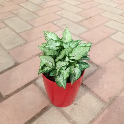 Syngonium Small in 4 Inch Elegant Plastic Pot (colour may vary)