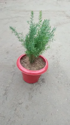 Aspara Grass in 6 Inch Classy Red Plastic Pot