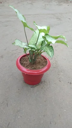 Syngonium Silver in 6 Inch Classy Red Plastic Pot