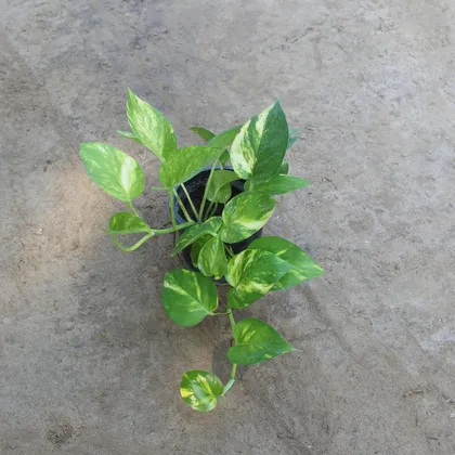 Money Plant Green in 4 Inch Plastic Pot