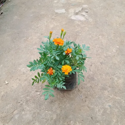 Marigold (Any Colour) in 4 Inch Nursery Bag