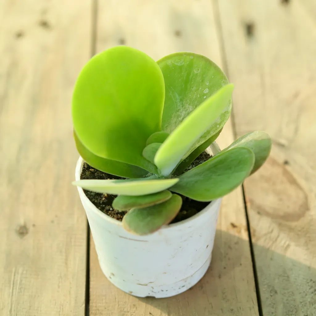 Kalancho Thyrsiflora / Kalanchoe Flapjack Succulent in 3 Inch Plastic Pot