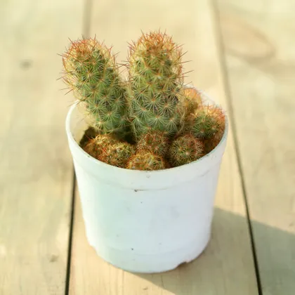 Mammillaria Elongata Cactus in 3 Inch Plastic Pot