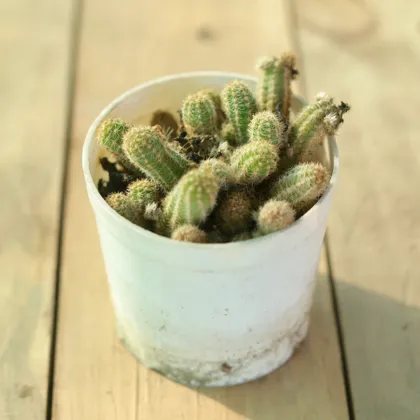 Echinopsis Chamaecereus / Peanut Cactus in 3 Inch Plastic Pot