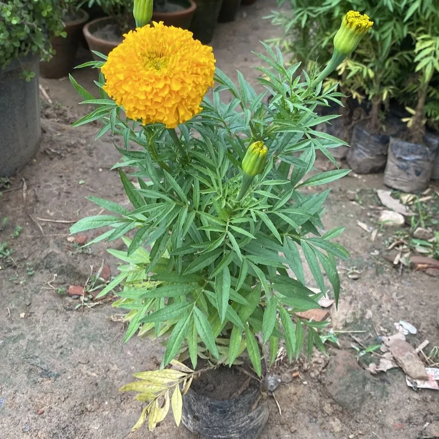 Marigold Yellow in 6 Inch Nursery Bag