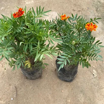 Set of 2 - French Marigold (Any Colour) in 6 Inch Nursery Bag
