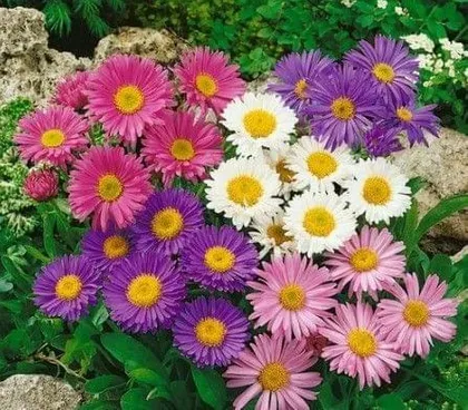Aster Mixed Flower Packet Seeds - Excellent Germination