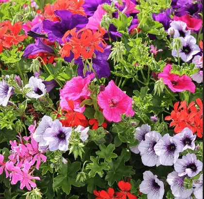 Petunia Mixed Flower Packet Seeds - Excellent Germination