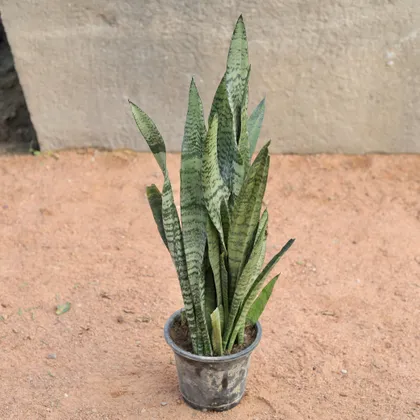 Green Snake Plant in 8 Inch Nursery Pot
