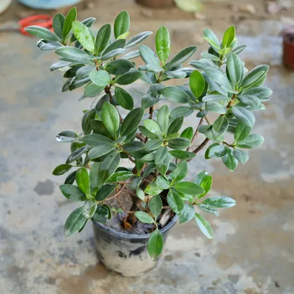 Ficus Long Island Bonsai in 6 Inch Nursery Pot