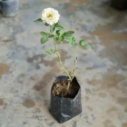 White Rose in 4 Inch Nursery Bag