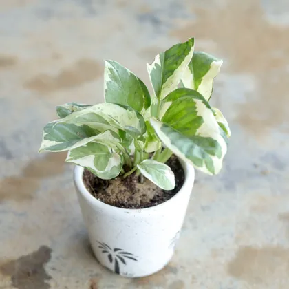 Marble Money Plant in 4 Inch Ceramic Pot (Any Design,Colour)