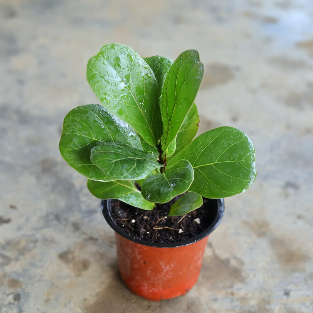 Fiddle Leaf in 4 Inch Nursery Pot