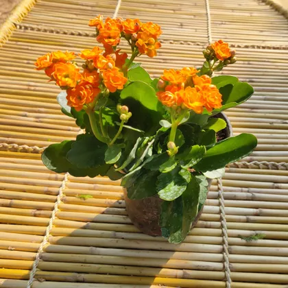 Kalanchoe Orange in 6 Inch Plastic Pot