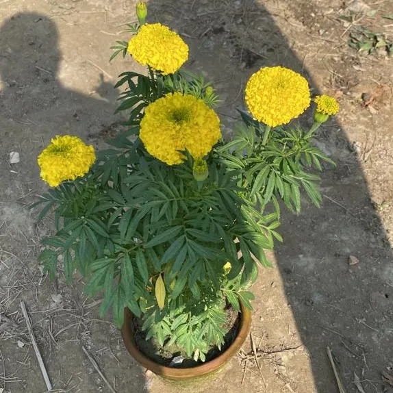 Marigold Vinca Yellow in 8 Inch Terracota Pot