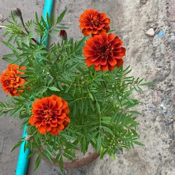 Marigold French (any colour) in 8 Inch Plastic Pot