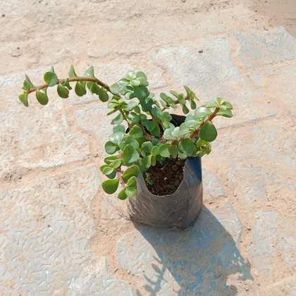 Jade Plant in 4 Inch Nursery Bag