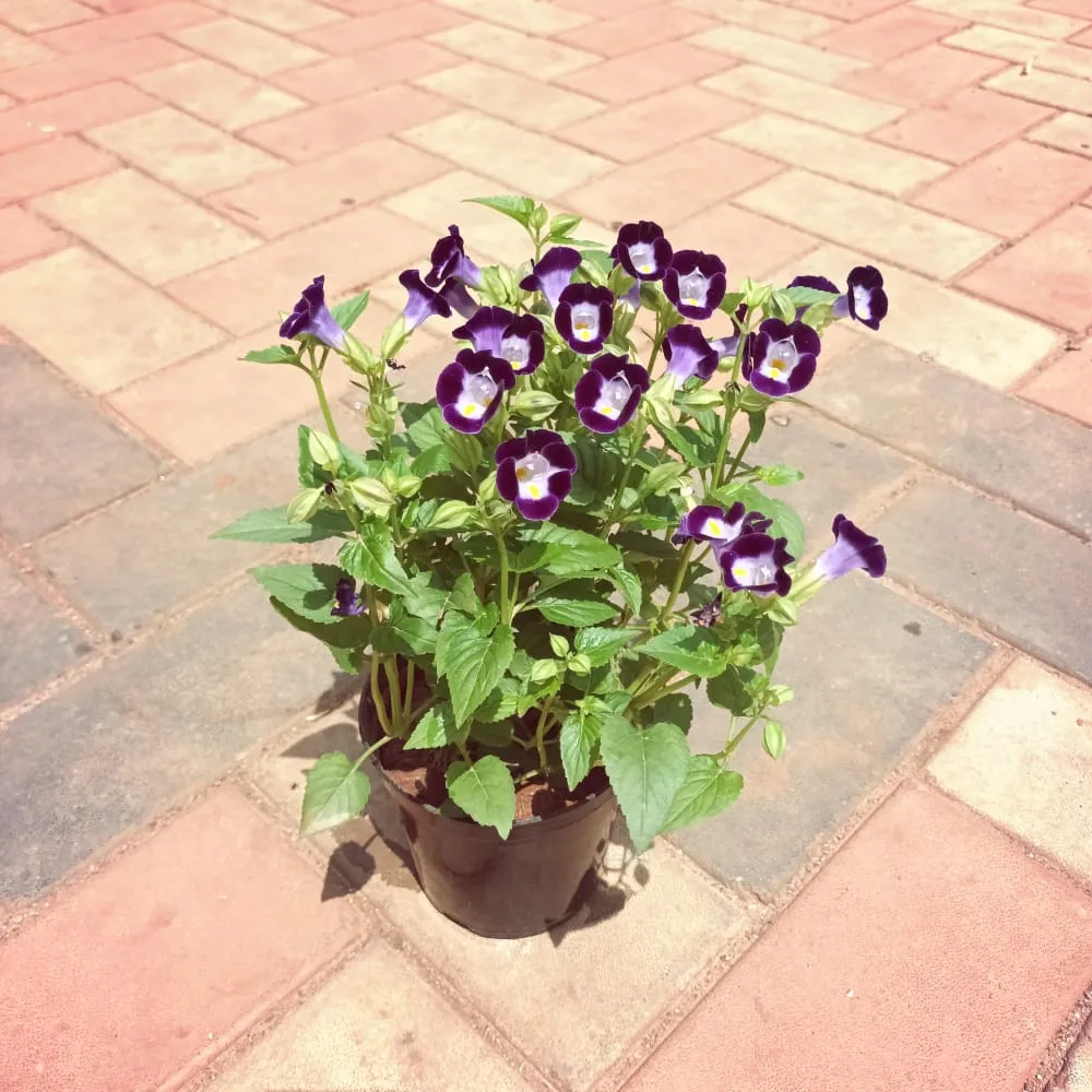 Wishbone / Torenia (any colour) in 4 Inch Plastic Pot (colour may vary)