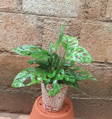 Monstera in 5 Inch Ceramic Pot (colour & design may vary)