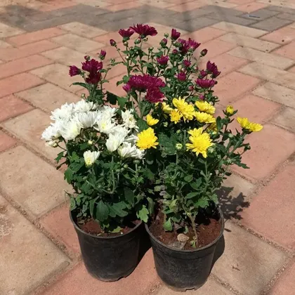 Set of 3 - Chrysanthemum / Shavanthi (any colour) in 4 Inch Plastic Pot