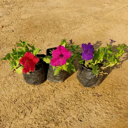 Set of 3 Petunia (any colour) in 4 Inch Nursery Bag