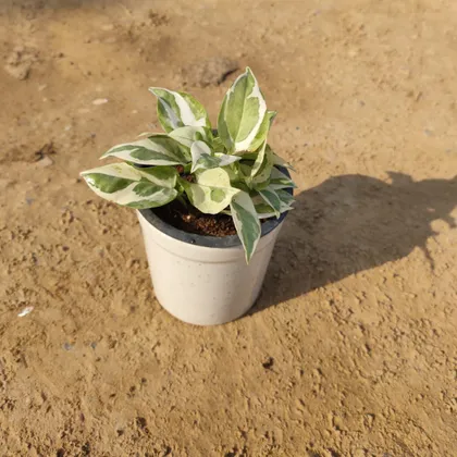 Marble Money Plant in 4 Inch Ceramic Pot