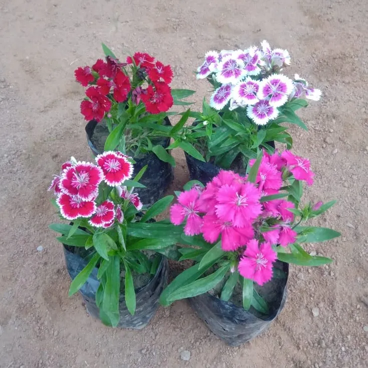Set of 4 - Dianthus (any colour) in 4 Inch Nursery Bag