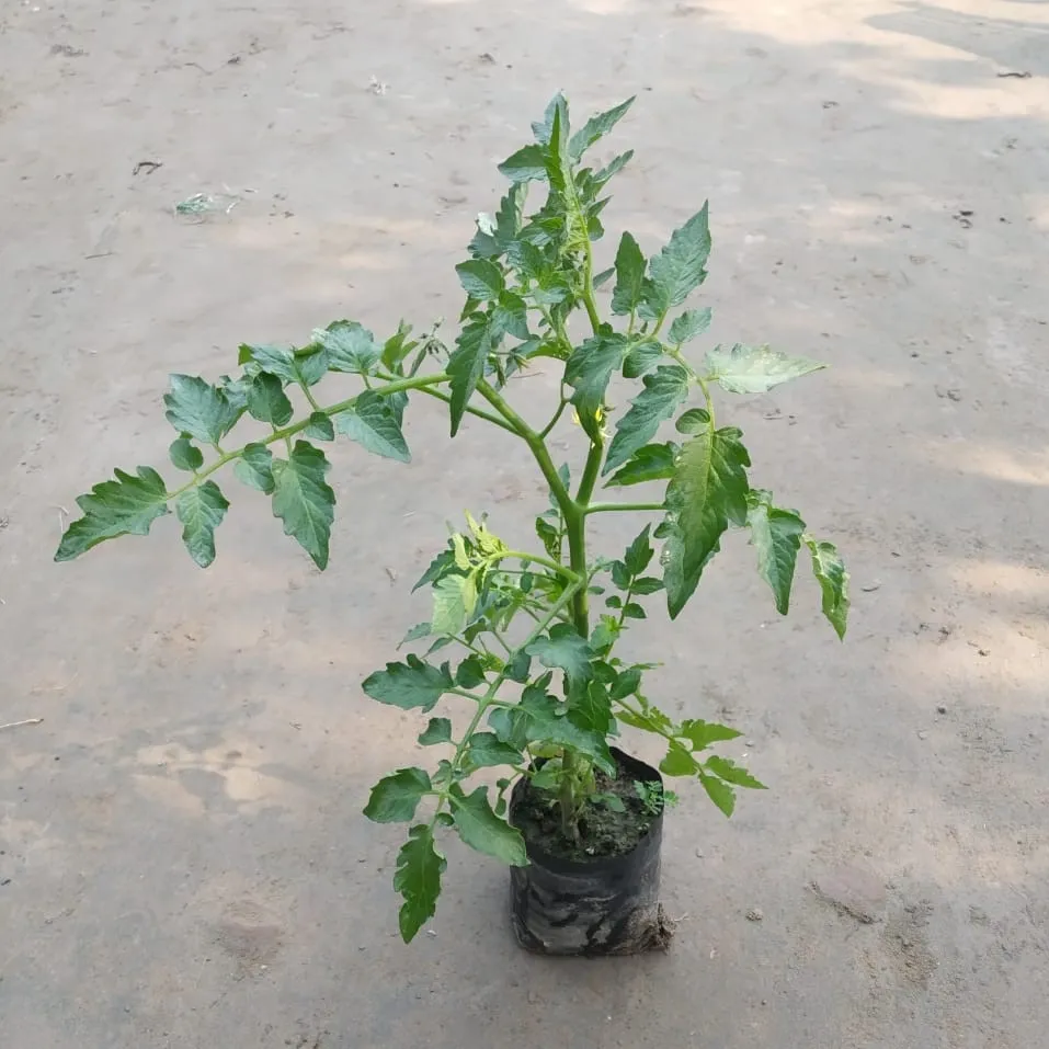 Tomato Plant in 3 Inch Nursery Bag
