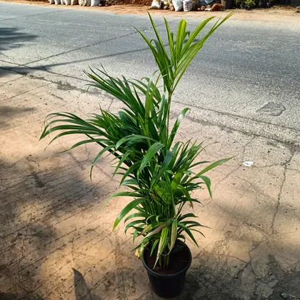 Dwarf Areca Palm in 6 Inch Plastic Pot