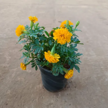 Marigold (any colour) in 6 Inch Plastic Pot