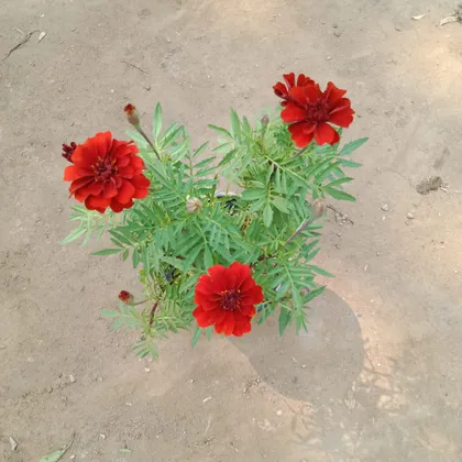Marigold Red in 6 Inch Plastic Pot