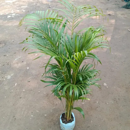 Areca Palm in 5 Inch Nursery Bag